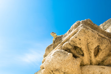 Lizard textured skin with clear sky and up view exotic landscape