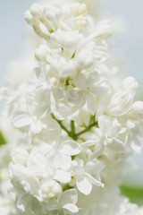 White terry lilac in the garden close up