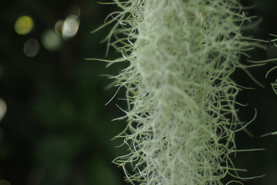 Plants