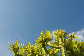 Summer succulent garden greenery plant. Summer, Tropical Paradise, background with palm leaves.
