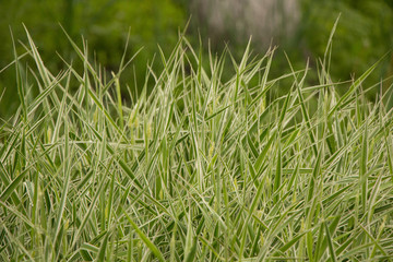 Сочная зеленая шелковая трава