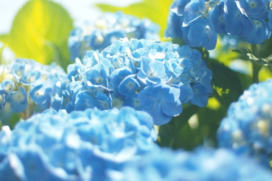 Hydrangea