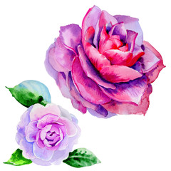 Obraz premium Wildflower peony, camelia flower in a watercolor style isolated.