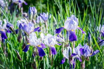 Blooming blue spring irises in the old English garden