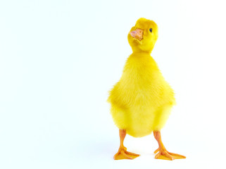 Chicken goose on a white background