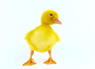 Chicken goose on a white background