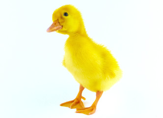 Chicken goose on a white background