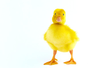 Chicken goose on a white background
