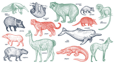 Animals of South America. © marinavorona