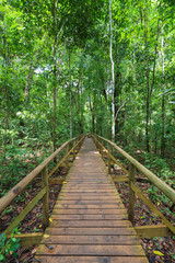 Boardwalk in forest Manuel Antonio
