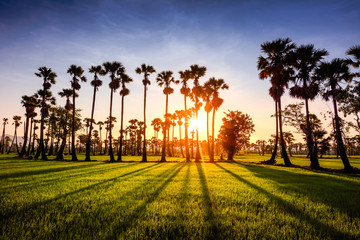The beautiful sunsets. Rice fields and palm trees