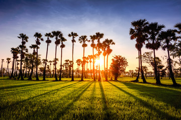 Obraz premium The beautiful sunsets. Rice fields and palm trees