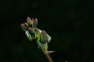 close up of flower