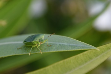 Green shield bug (Palomena prasina) adult on a leaf in Porto Santo, Portugal