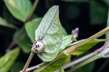 close up of beetle