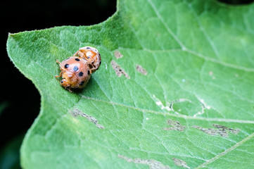 close up of lady bugs mating on leaf
