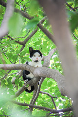 Thai Cat