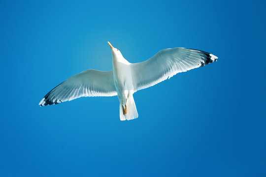 Photo of a beautiful gull