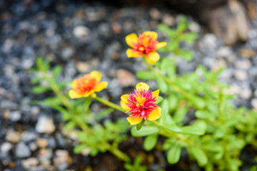 Rosemoss blooming in the gravel garden (Portulace grandiflora,Portulaca)