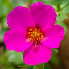beautiful pink  Rosemoss blooming (Portulace grandiflora,Portulaca)