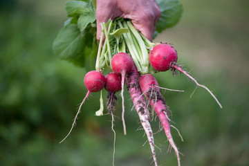 Home grown radish harvest