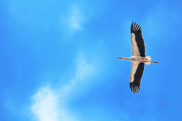 Stork is flying in bright blue sly