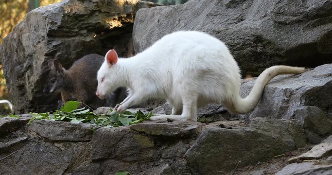 grazing white albino kangaroo cute Red necked Wallaby, Natural exception with abstract color