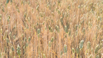 Getreidefeld in der Toskana