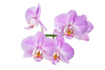 Obraz na płótnie Canvas lilac flowers of beautiful orchid on white background