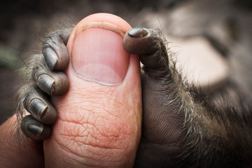 Monkey Holding Thumb © Felix von Nida