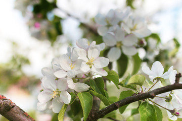 early spring flowering apple tree with bright white flowers