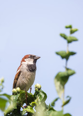 Le moineau domestique