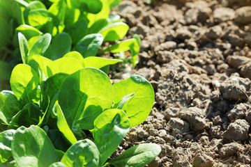 Young leaves of spinach.Sprouts spinach growing in garden. Green shoots. Young greens for salad
