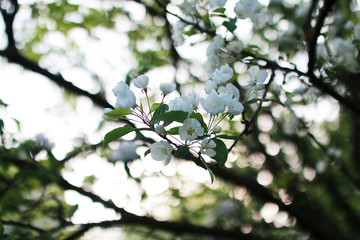 flowering apple tree with bright white flowers