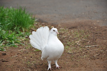 bird,dove,white,pigeon,nature,grass,green