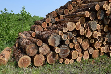 切り出された杉の丸太