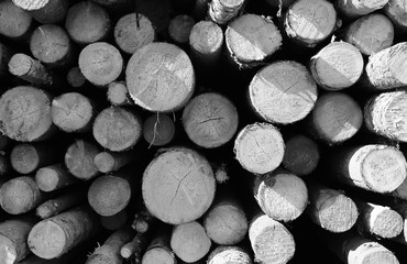 Black and white photo of long sawn logs lie on the pile