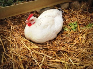 poule blanche couveuse dans la paille