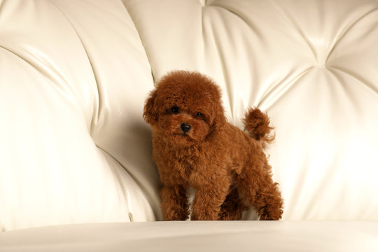 Red poodle puppy