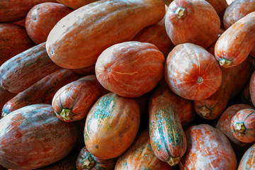 Happy Thanksgiving - pumpkins