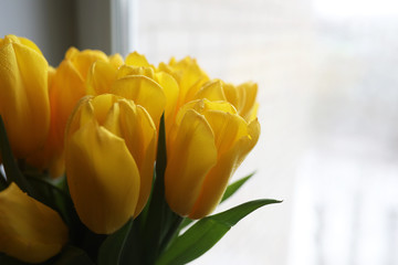 A bouquet of fresh yellow tulips in a vase