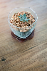 Cactus in the crystal glass