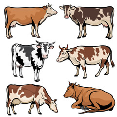 Farm cows, dairy cattle in cartoon vector style
