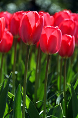 Tulipanes
