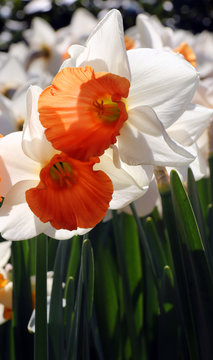 Narcisos tompeteros