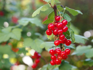 Red currant growing in garden