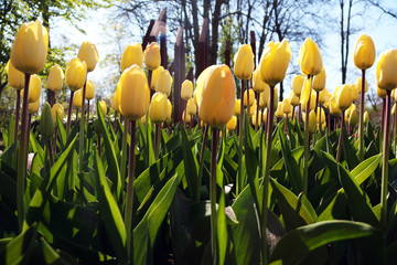 Tulipanes