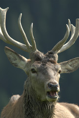 Männlicher Rothirsch