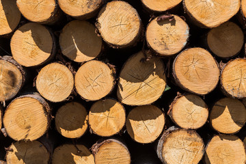Freshly cut tree logs