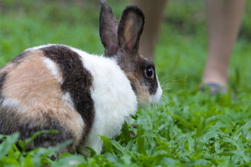 Happy bunny in the park